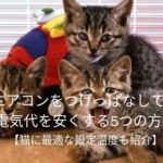 猫の電気代を節約